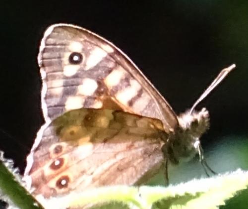 Pararge aegeria